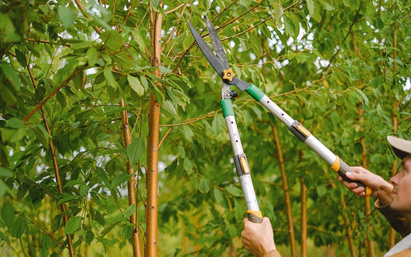 Tree trimming in Hormigueros, PR